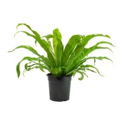 Asplenium Hurricane - Twisted Bird's Nest Fern -Plants Sale Store Asplenium Hurricane Twisted Birds Nest Fern Large