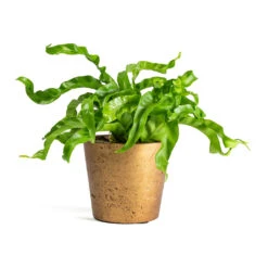 Asplenium Hurricane - Twisted Bird's Nest Fern -Plants Sale Store Asplenium Hurricane Twisted Birds Nest Fern Mini Bucket Plant Pot Metallic Copper