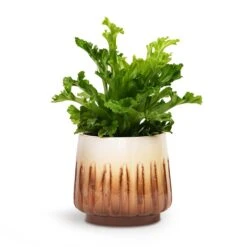 Asplenium Leslie - Crested Birds Nest Fern -Plants Sale Store Asplenium Leslie Crested Birds Nest Fern 12x20cm Alice Plant Pot Caramel 15x14cm