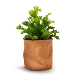 Asplenium Leslie - Crested Birds Nest Fern -Plants Sale Store Asplenium Leslie Crested Birds Nest Fern 12x20cm Juna Plant Basket Cognac 14x14cm
