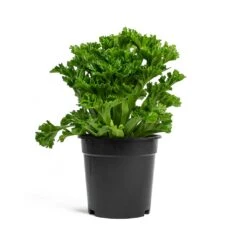 Asplenium Leslie - Crested Birds Nest Fern -Plants Sale Store Asplenium Leslie Crested Birds Nest Fern 17cm