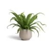 Asplenium Osaka - Japanese Bird's Nest Fern -Plants Sale Store Asplenium Osaka Japanese Bird s Nest Fern 17x50 Mini Pixie Plant Pot Grey Washed 24x20cm