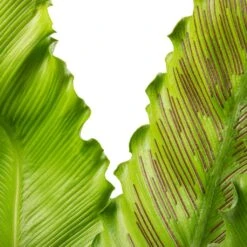 Asplenium Osaka - Japanese Bird's Nest Fern -Plants Sale Store Asplenium Osaka Japanese Bird s Nest Fern 17x50cm