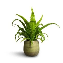 Lydia Plant Pot - Shiny Green -Plants Sale Store Asplenium Osaka Japanese Bird s Nest Fern 17x50cm Lydia Plant Pot Shiny Green 22x20cm