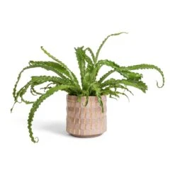 Asplenium Osaka - Japanese Bird's Nest Fern -Plants Sale Store Asplenium Osaka Japanese Bird s Nest Fern 17x50cm Stian Plant Pot Soft Nougat 21x20cm bd6ca154 60df 4c02 aeb9 135637ba47bc
