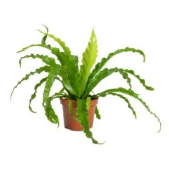 Asplenium Osaka - Japanese Bird's Nest Fern -Plants Sale Store Asplenium Osaka Japanese Birds Nest Fern 12x25cm
