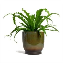 Asplenium Osaka - Japanese Bird's Nest Fern -Plants Sale Store Asplenium Osaka Japanese Birds Nest Fern 17x50cm Linn Plant Pot Deep Green 25x25cm