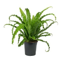Asplenium Osaka - Japanese Bird's Nest Fern -Plants Sale Store Asplenium Osaka Japanese Birds Nest Fern 2