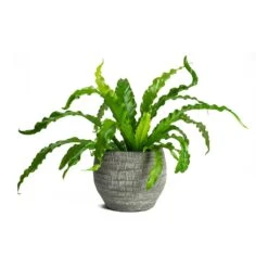 Asplenium Osaka - Japanese Bird's Nest Fern -Plants Sale Store Asplenium Osaka Japanese Birds Nest Fern Koen Brown Plant Pot