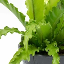 Asplenium Osaka - Japanese Bird's Nest Fern -Plants Sale Store Asplenium Osaka Japanese Birds Nest Fern Leaves