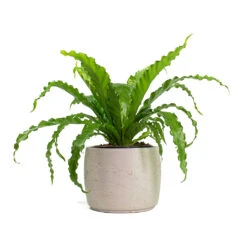 Mini Valerie Plant Pot - Grey Washed -Plants Sale Store Asplenium Osaka Japanese Birds Nest Fern Mini Valerie Plant Pot Grey Washed