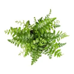 Asplenium Parvati - Mother Fern -Plants Sale Store Asplenium Parvati Mother Fern 12x25cm 1