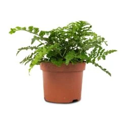 Asplenium Parvati - Mother Fern -Plants Sale Store Asplenium Parvati Mother Fern 12x25cm