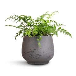 Mini Pixie Plant Pot - Black Washed -Plants Sale Store Asplenium Parvati Mother Fern 12x25cm Mini Pixie Plant Pot Black Washed 18x15cm