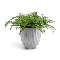 Lagos Plant Pot - Cement -Plants Sale Store Asplenium Parvati Mother Fern 17x40cm Lagos Plant Pot Cement 20x20cm 5045cd2a a65d 43f5 ac45 a5abee9f0caa