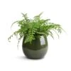 Asplenium Parvati - Mother Fern -Plants Sale Store Asplenium Parvati Mother Fern 17x40cm Mischa Plant Pot Forest Green 22x18cm