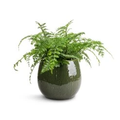 Asplenium Parvati - Mother Fern