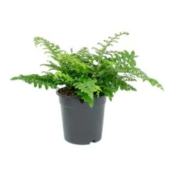 Asplenium Parvati - Mother Fern -Plants Sale Store Asplenium Parvati Mother Fern