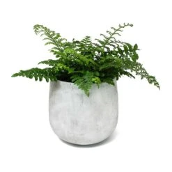 Asplenium Parvati - Mother Fern -Plants Sale Store Asplenium Parvati Mother Fern Amber Plant Pot Light Grey