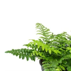 Asplenium Parvati - Mother Fern -Plants Sale Store Asplenium Parvati Mother Fern Fronds