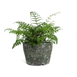 Asplenium Parvati - Mother Fern -Plants Sale Store Asplenium Parvati Mother Fern Lava Couple Straight Relic Planter Jade fd5acf25 83f4 43bf 87de 017d92b23803