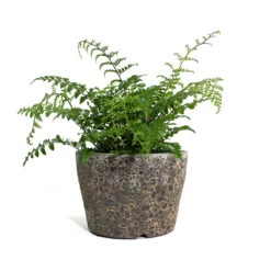 Asplenium Parvati - Mother Fern -Plants Sale Store Asplenium Parvati Mother Fern Lava Couple Straight Relic Planter Rust 3edd8857 f21d 48a6 b9e8 9cc5d9258642