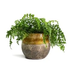 Asplenium Parvati - Mother Fern -Plants Sale Store Asplenium Parvati Mother Fern Lindy Plant Pot Ochre 54579a56 2c38 4b71 94e7 d9a986ec4a05