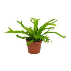 Asplenium Crissie Amy - Bird's Nest Fern 26 Asplenium Crissie Amy - Bird's Nest Fern -Plants Sale Store Asplenium amy