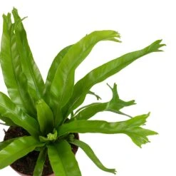 Asplenium Crissie Amy - Bird's Nest Fern 27 Asplenium Crissie Amy - Bird's Nest Fern -Plants Sale Store Asplenium amy Leaves