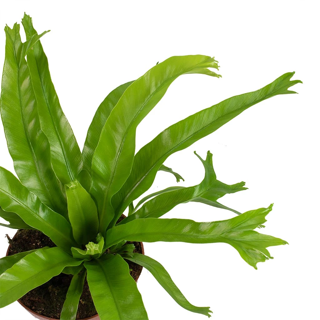 Asplenium Crissie Amy - Bird's Nest Fern 13 Asplenium Crissie Amy - Bird's Nest Fern - Image 11