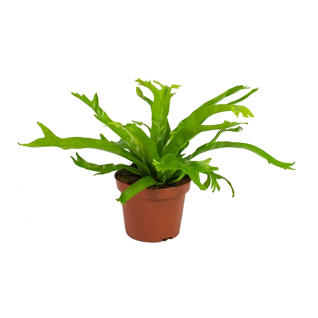 Asplenium Crissie Amy - Bird's Nest Fern 12 Asplenium Crissie Amy - Bird's Nest Fern - Image 10