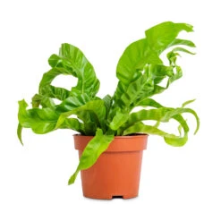 Asplenium Hurricane - Twisted Bird's Nest Fern -Plants Sale Store Asplenium antiquum Hurricane Twisted Bird s Nest Fern 12x20cm