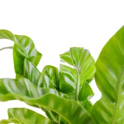 Asplenium Hurricane - Twisted Bird's Nest Fern -Plants Sale Store Asplenium antiquum Hurricane Twisted Bird s Nest Fern SWATCH