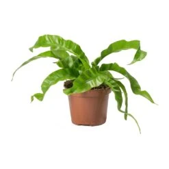 Asplenium Hurricane - Twisted Bird's Nest Fern -Plants Sale Store Asplenium antiquum Hurricane Twisted Birds Nest Fern