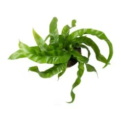 Asplenium Hurricane - Twisted Bird's Nest Fern -Plants Sale Store Asplenium antiquum Hurricane Twisted Birds Nest Fern Leaves
