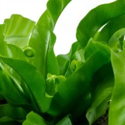 Asplenium Hurricane - Twisted Bird's Nest Fern -Plants Sale Store Asplenium antiquum Hurricane Twisted Birds Nest Fern New Fronds