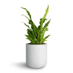 Asplenium Nidus Campio - Champion's Bird's Nest Fern -Plants Sale Store Asplenium nidus Campio Champion s Bird s Nest Fern 12x30cm Charlie Plant Pot White Washed 15x15cm