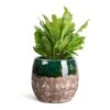 Asplenium Nidus Campio - Champion's Bird's Nest Fern -Plants Sale Store Asplenium nidus Campio Champion s Bird s Nest Fern 12x30cm Lindy Plant Pot Black Green 19x16cm