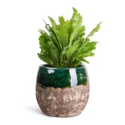 Lindy Plant Pot - Black Green -Plants Sale Store Asplenium nidus Campio Champion s Bird s Nest Fern 12x30cm Lindy Plant Pot Black Green 19x16cm 7b57800e 1c0f 4e45 8351 f3fb8257b8d7