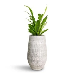 Ryan Plant Vase - White Black -Plants Sale Store Asplenium nidus Campio Champion s Bird s Nest Fern 12x30cm Ryan Plant Vase White Black 18x30cm c0b96e39 3084 4da9 a4f0 e2439d711e47