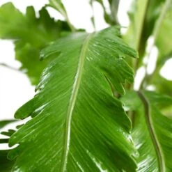 Asplenium Nidus Campio - Champion's Bird's Nest Fern -Plants Sale Store Asplenium nidus Campio Champion s Bird s Nest Fern 17cm Close Up