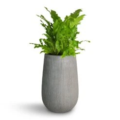 Asplenium Nidus Campio - Champion's Bird's Nest Fern -Plants Sale Store Asplenium nidus Campio Champion s Bird s Nest Fern 17x40cm Patt High Plant Vase Ridged Dark Grey 29x43cm