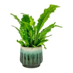 Asplenium Nidus Campio - Champion's Bird's Nest Fern -Plants Sale Store Asplenium nidus Campio Champion s Bird s Nest Fern alice Plant Pot Ocean