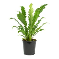 Asplenium Nidus Campio - Champion's Bird's Nest Fern -Plants Sale Store Asplenium nidus Campio Champions Birds Nest Fern 17cm New
