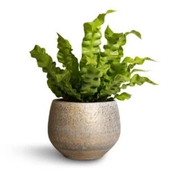 Asplenium Nidus Crispy Wave - Pleated Bird's Nest Fern -Plants Sale Store Asplenium nidus Crispy Wave Pleated Bird s Nest Fern 12x30cm Noor Plant Pot Metallic Grey 16x13cm 92a61991 0d7f 4326 a7aa ca8fdd9e7e68