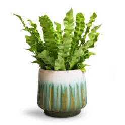 Asplenium Nidus Crispy Wave - Pleated Bird's Nest Fern -Plants Sale Store Asplenium nidus Crispy Wave Pleated Bird s Nest Fern Alice Plant Pot Ocean
