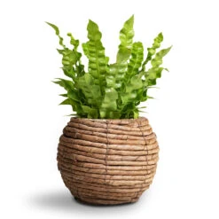 Asplenium Nidus Crispy Wave - Pleated Bird's Nest Fern -Plants Sale Store Asplenium nidus Crispy Wave Pleated Bird s Nest Fern Lida Plant Basket Natural