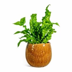 Asplenium Nidus Crispy Wave - Pleated Bird's Nest Fern -Plants Sale Store Asplenium nidus Crispy Wave Pleated Bird s Nest Fern Mischa Plant Pot Caramel
