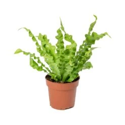 Asplenium Nidus Crispy Wave - Pleated Bird's Nest Fern -Plants Sale Store Asplenium nidus Crispy Wave Pleated Birds Nest Fern 30cm