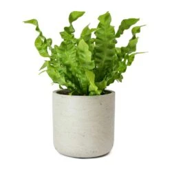 Asplenium Nidus Crispy Wave - Pleated Bird's Nest Fern -Plants Sale Store Asplenium nidus Crispy Wave Pleated Birds Nest Fern Charlie Grey Plant Pot